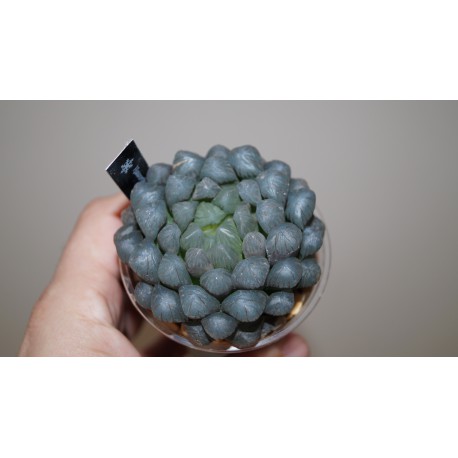 Haworthia obtusa OB1