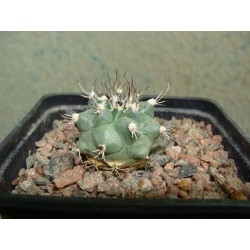 Turbinicarpus swobodae