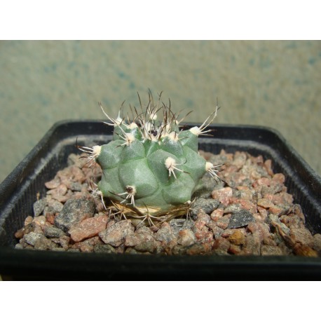 Turbinicarpus swobodae