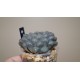 Haworthia obtusa OB1