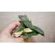 Gasteria gracilis variegata yellow