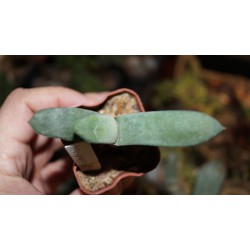 Gasteria glomerata