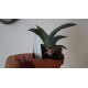 Gasteria glomerata