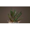 Haworthia scabra starkiana