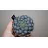 Haworthia obtusa Murasaki OB1