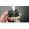 Haworthia truncata Daikoku AY20