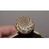 Эуфорбия Euphorbia turbiniformis Pink / Галерея