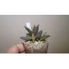 Adromischus marianae antidorcatum
