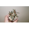 Adromischus marianae antidorcatum клон 2