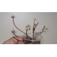 Sedum spurium Tricolor