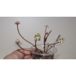 ъ26 Седум Sedum spurium Tricolor - Галерея