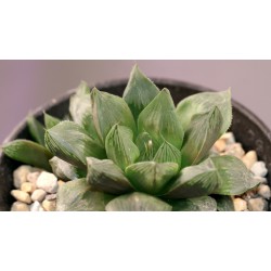 Haworthia obtusa hybrid Tianjin С (Gigantic Soldier) AR20