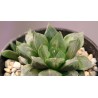 Haworthia obtusa hybrid Tianjin С (Gigantic Soldier) AR20