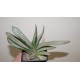Gasteria Misuzu no Fuji