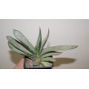 Гастерия Gasteria Misuzu no Fuji