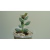 Adromischus marianae herrei Coffee Bean