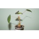 Фикус Ficus petiolaris