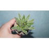 Agave victoriae regine cream marginata