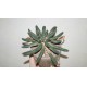 Euphorbia inermis - новое фото нового