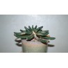 Эуфорбия Euphorbia inermis бонсай - Галерея