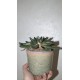 Euphorbia inermis - новое фото нового