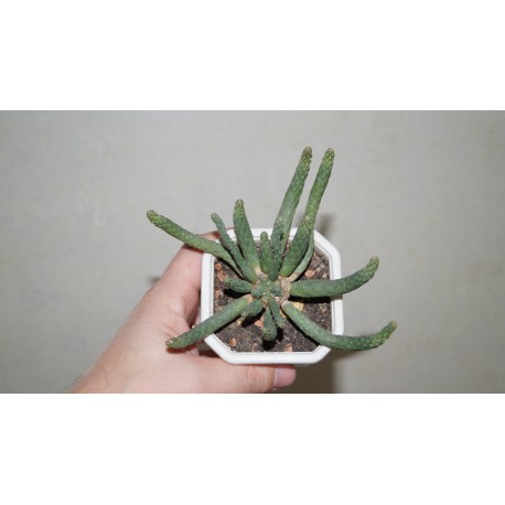 Euphorbia inermis