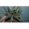 Agave victoriae-regine