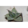Agave titanota