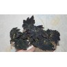 Бегония Begonia Dark Mamba