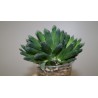 Хавортия Haworthia Bristle Tips small