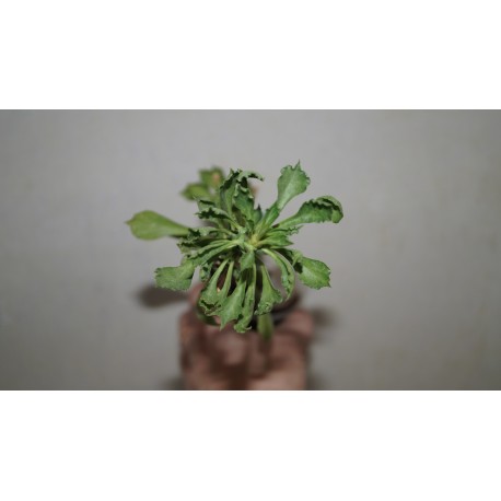 Monadenium guentheri