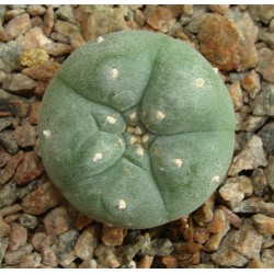 Anhalonium  echinata