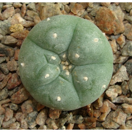 Anhalonium  echinata