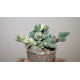 Corpuscularia lehmannii variegata
