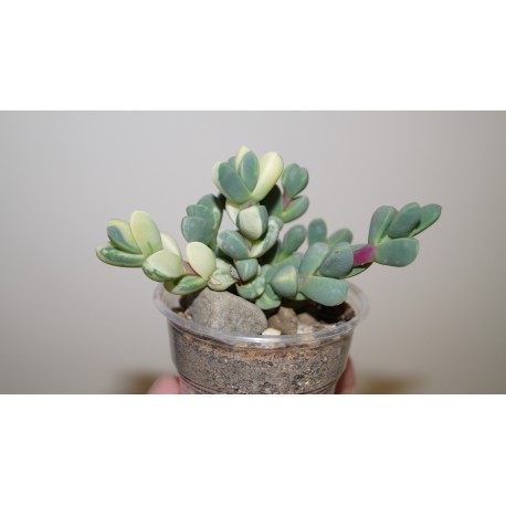 Corpuscularia lehmannii variegata
