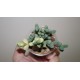 Corpuscularia lehmannii variegata