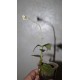 Лудизия Ludisia discolor Green