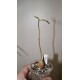 Фикус Ficus burkei
