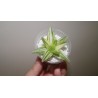 Haworthia cymbiformis variegata