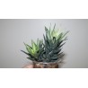 Haworthia reinwardtii variegata Yellow