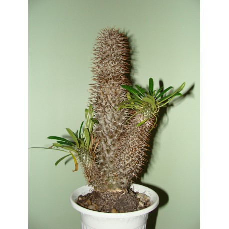 Pachypodium lamerei