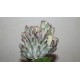 Euphorbia lactea cristata variegata Multicolored