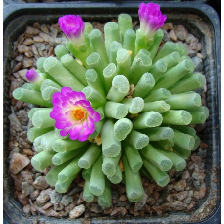 Frithia pulchra