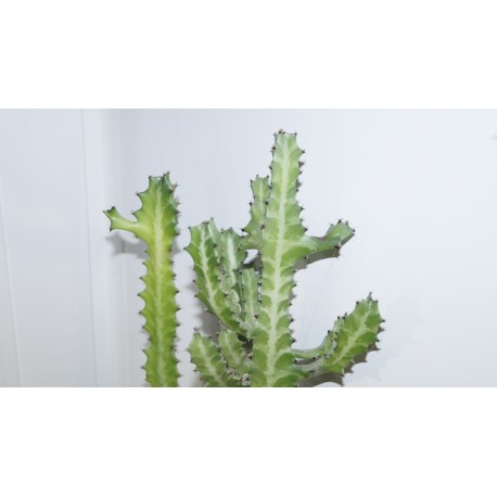Euphorbia lactea variegata
