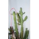 Euphorbia lactea variegata