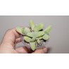 Хайридопсис Cheiridopsis purpurea / Галерея