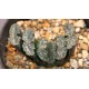 Haworthia truncata Angel wings 