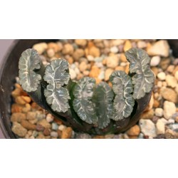 ъ26 Хавортия Haworthia truncata Angel wings - Галерея
