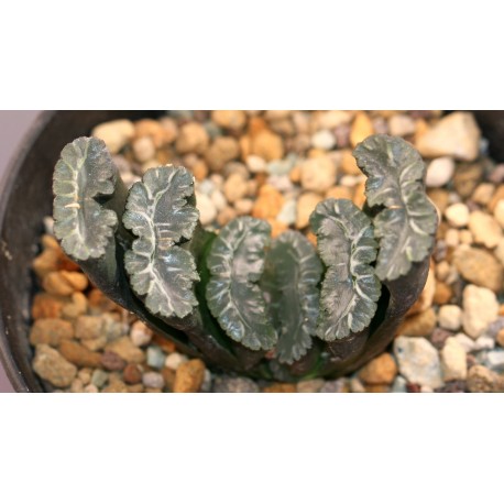 Haworthia truncata Angel wings 