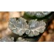 Haworthia truncata Angel wings 
